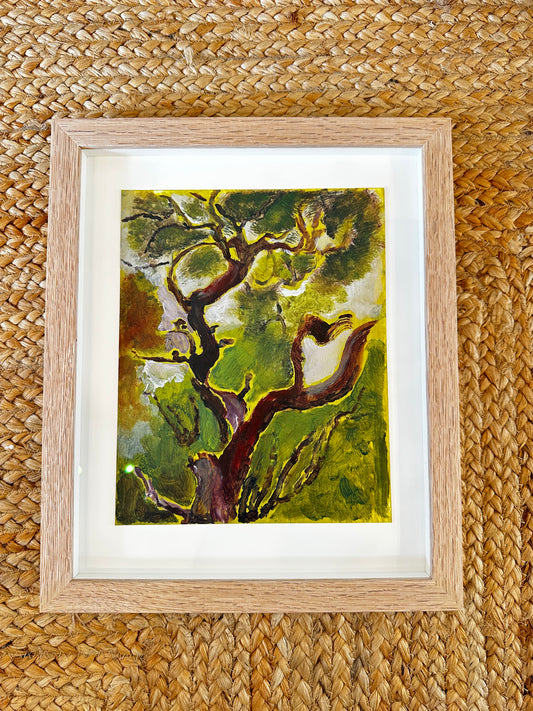 Scots Pine