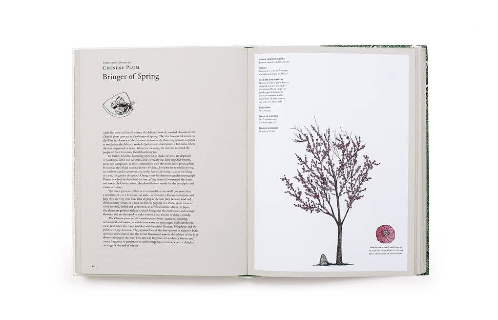The Story of Trees by Kevin Hobbs (Hardback)