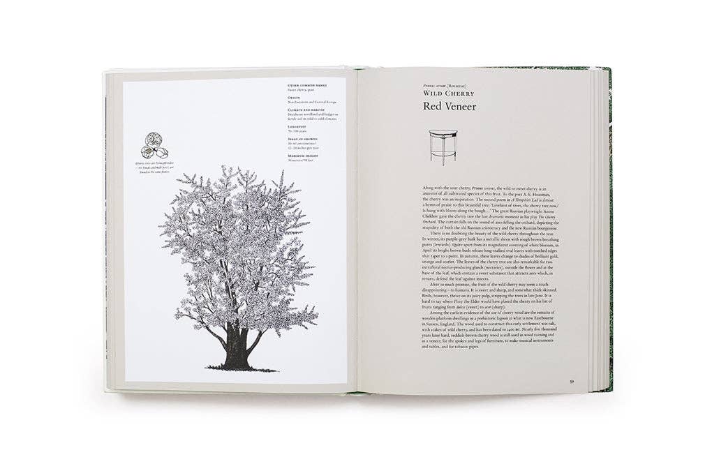The Story of Trees by Kevin Hobbs (Hardback)