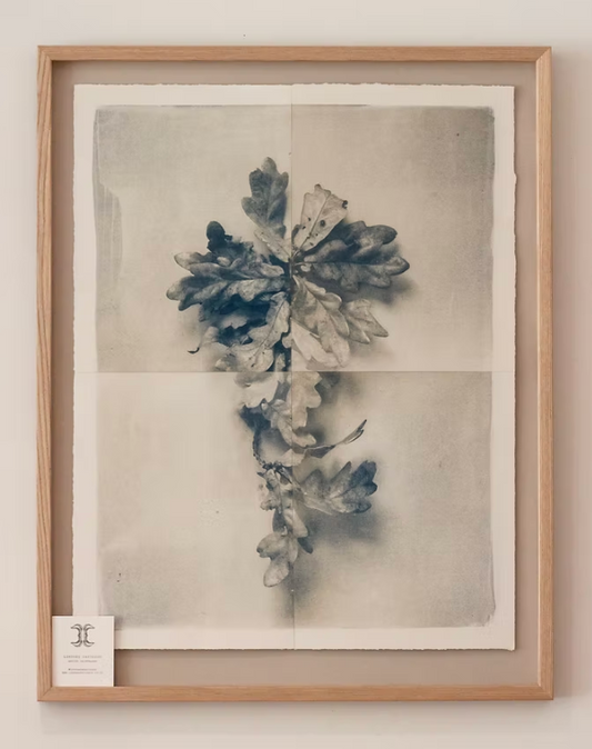 Botanically Toned Cyanotype - Oak Bunch