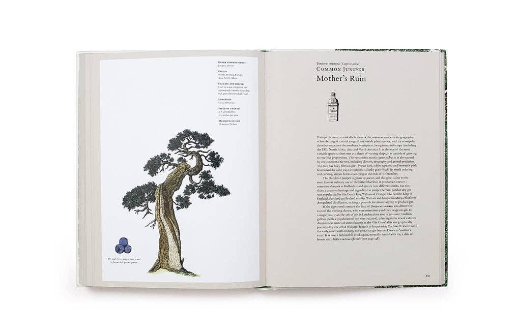 The Story of Trees by Kevin Hobbs (Hardback)