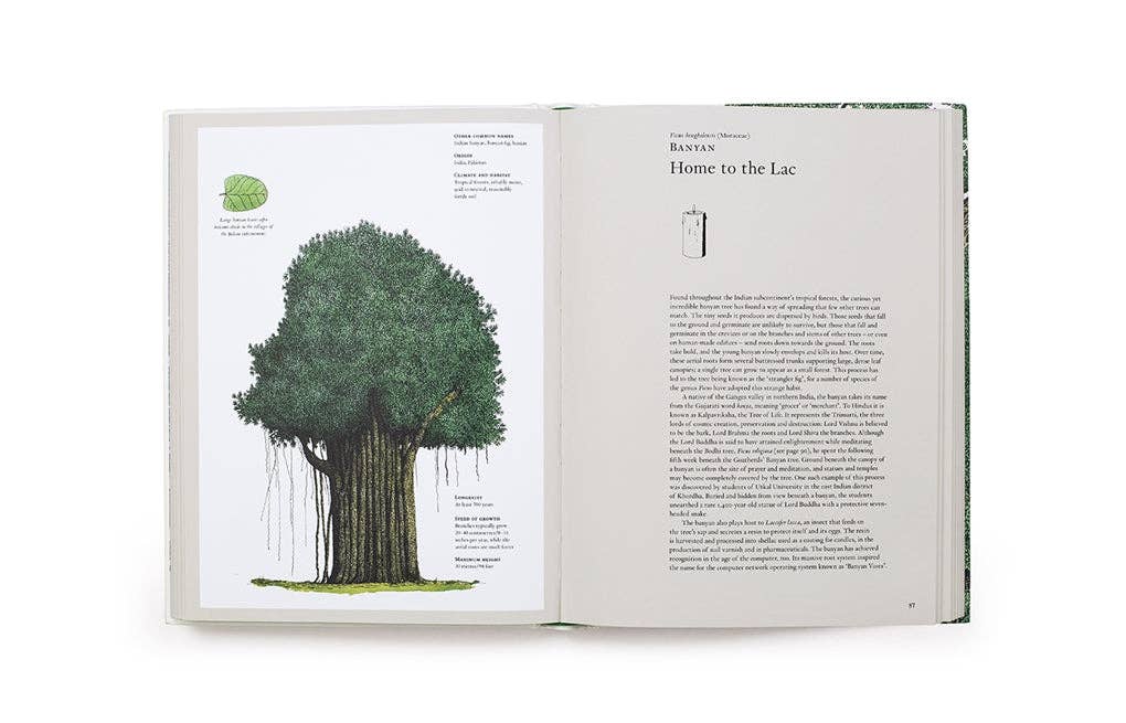 The Story of Trees by Kevin Hobbs (Hardback)
