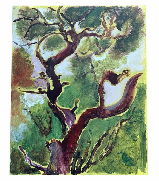 Scots Pine